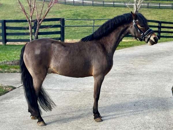 prospect-dartmoor-pony