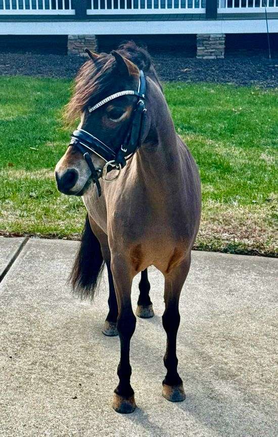 hunter-dartmoor-pony