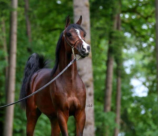 all-around-arabian-horse