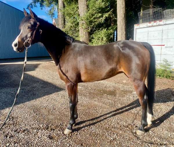 breeding-arabian-horse