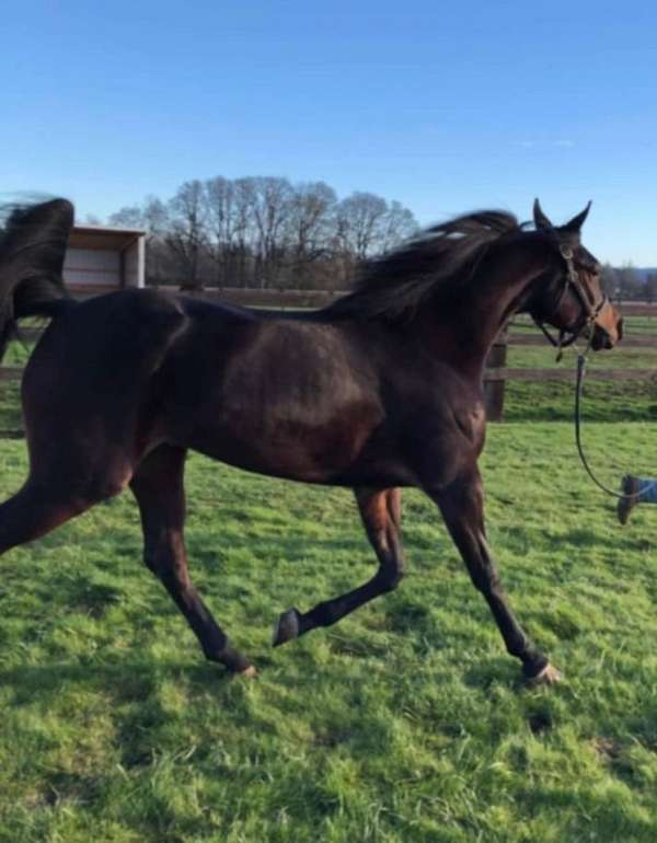 dressage-arabian-horse