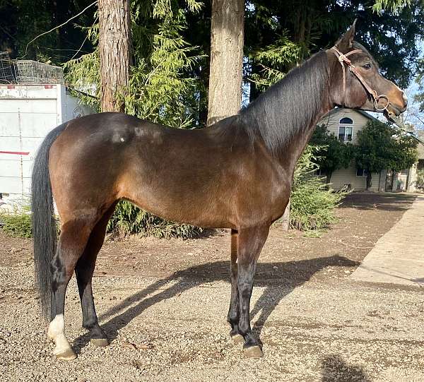 breeding-arabian-horse