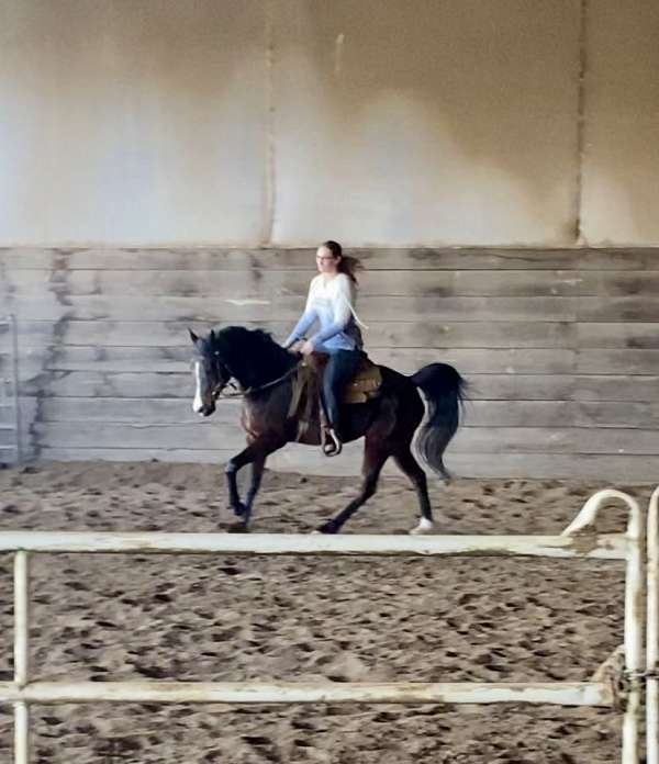 dressage-arabian-horse