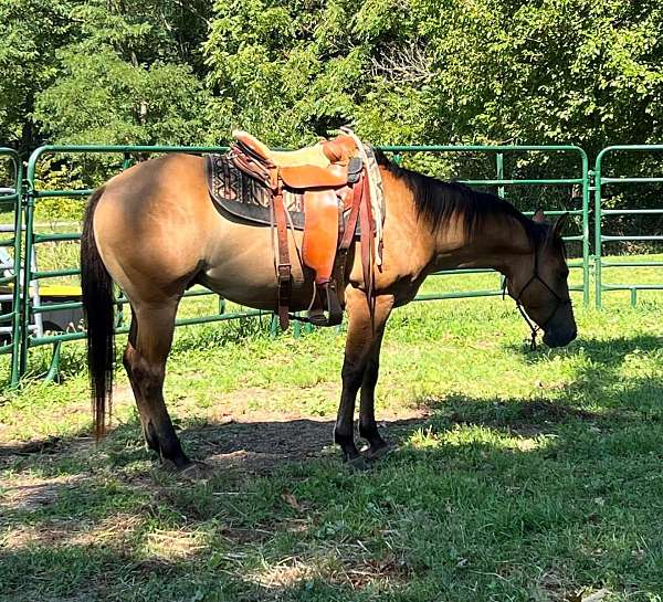 dun-red-dun-athletic-trail-horse