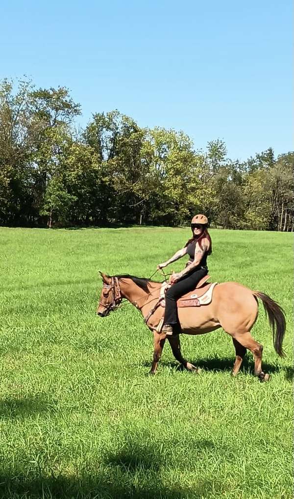 quarter-horse-gelding