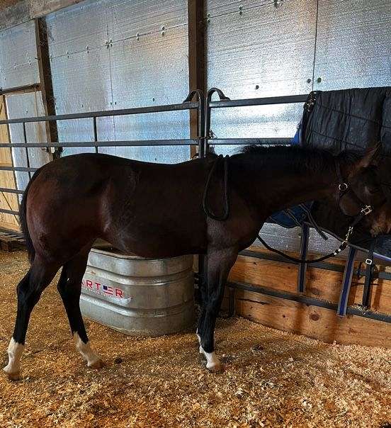 cutting-dutch-warmblood-horse