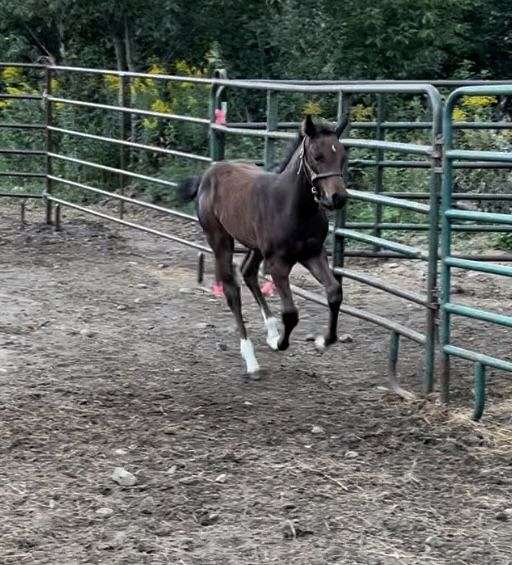 cutting-prospect-dutch-warmblood-horse