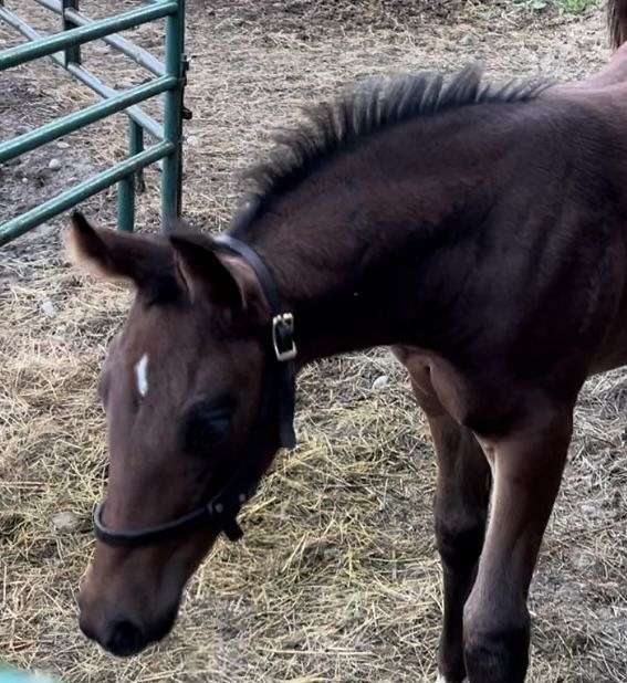 13-hand-dutch-warmblood-filly