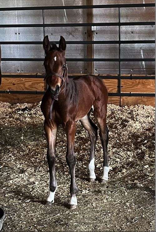 13-hand-dutch-warmblood-horse