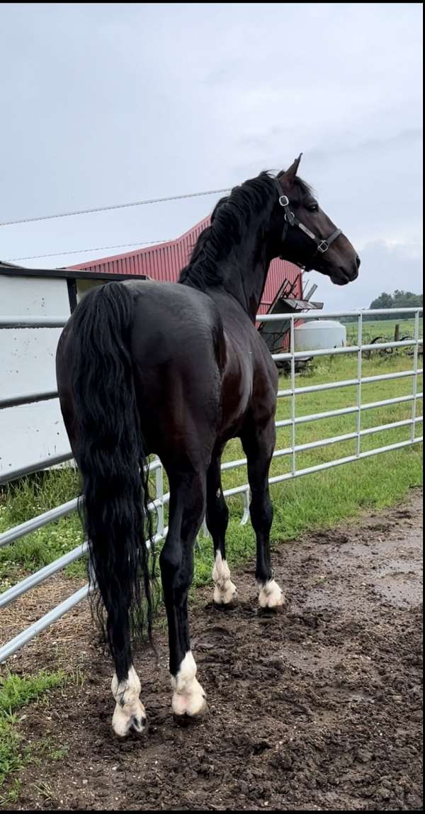 all-around-dutch-warmblood-horse