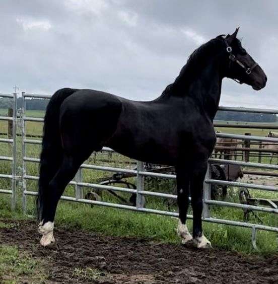 athletic-dutch-warmblood-horse