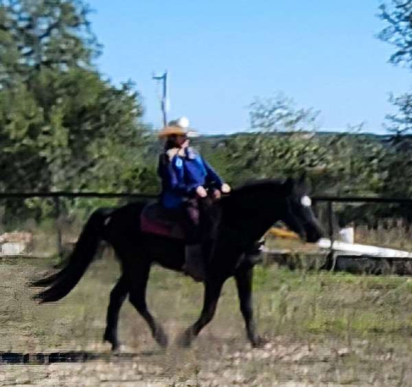 arabian-belgian-horse-for-sale