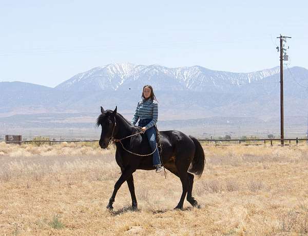 beginner-rider-standardbred-horse