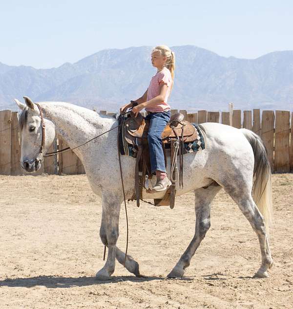 all-around-tennessee-walking-horse