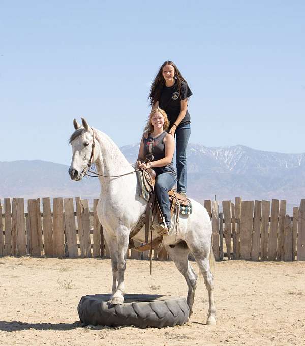 athletic-tennessee-walking-horse