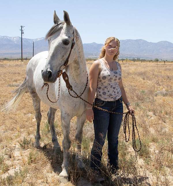 endurance-tennessee-walking-horse