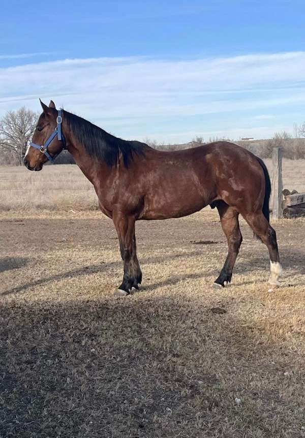 ranch-quarter-horse