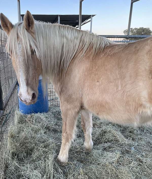 flashy-missouri-fox-trotter-horse