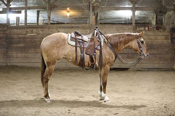 all-around-quarter-horse