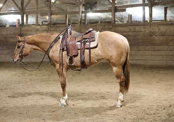 athletic-quarter-horse