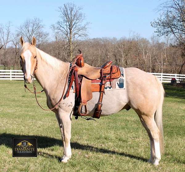 aqha-quarter-horse