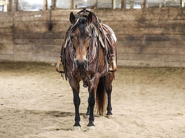 kid-safe-quarter-pony