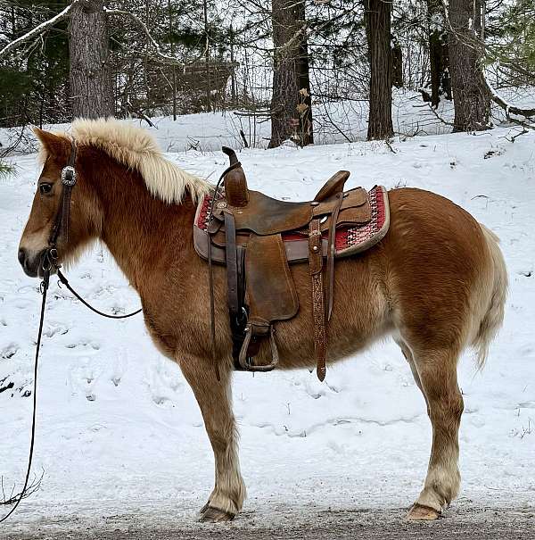 all-around-haflinger-horse