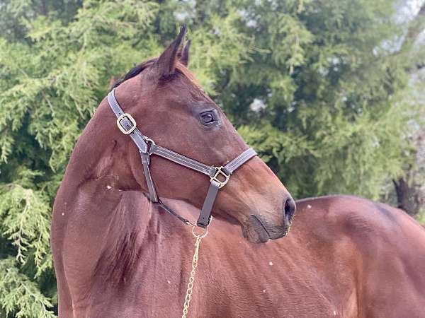 breeding-palomino-thoroughbred-horse