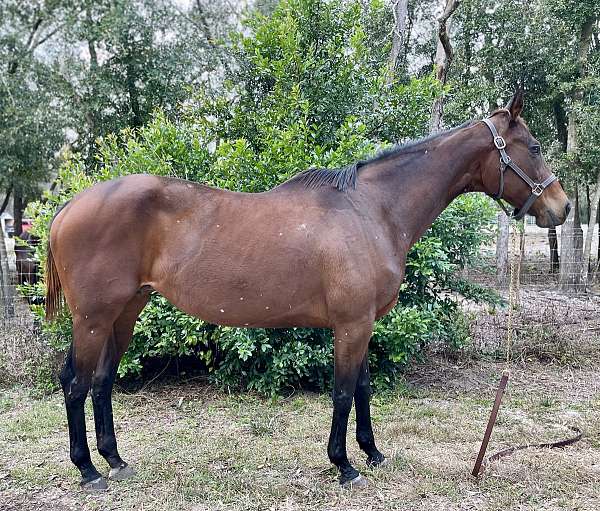 charismatic-thoroughbred-horse