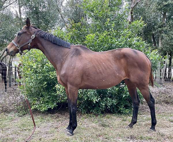 leopard-thoroughbred-horse