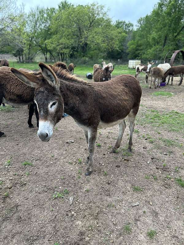 donkey-miniature-male-yearling