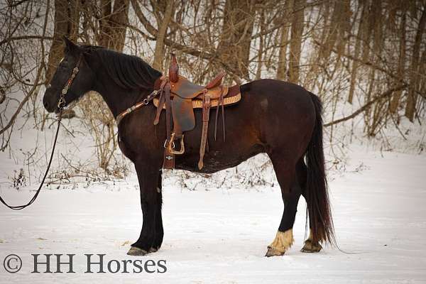 all-around-percheron-horse