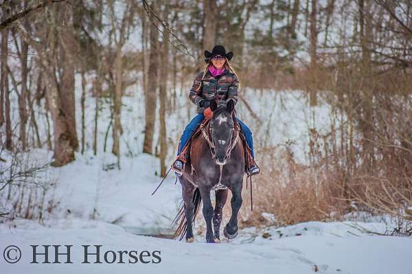 athletic-percheron-horse