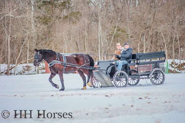 draft-percheron-horse