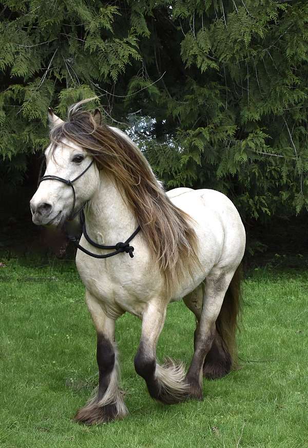 gypsy-draft-friesian-gypsian-cob-vanner-dun-perlino-silver-dunskin-horse