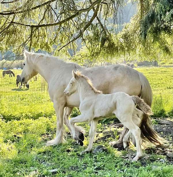 dun-gypsy-vanner-weanling