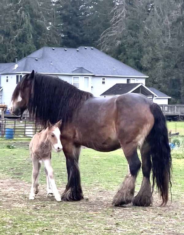 gypsy-draft-friesian-gypsian-cob-vanner-dun-perlino-silver-dunskin-weanling