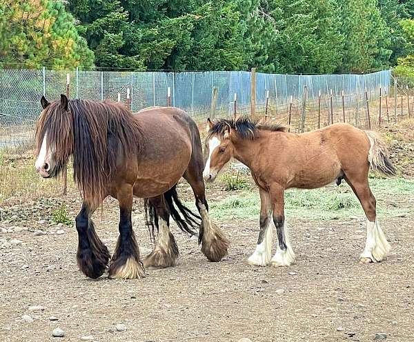 parade-weanling