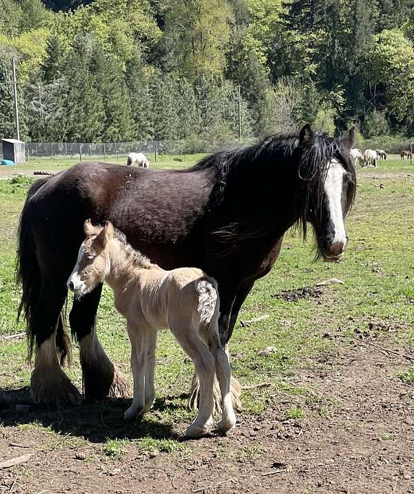 western-riding-weanling