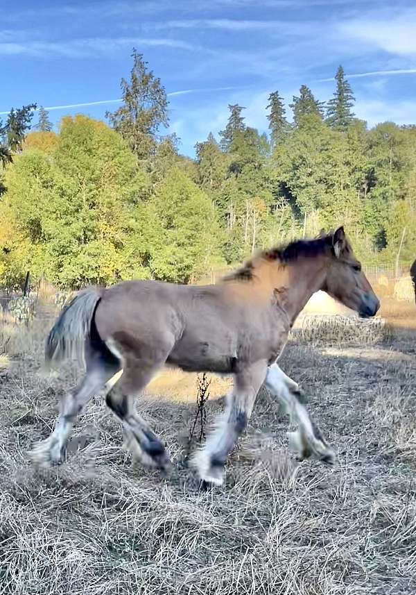 all-around-gypsy-vanner-horse