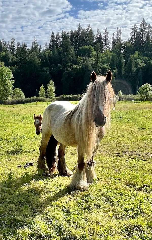 duns-gypsy-vanner-horse