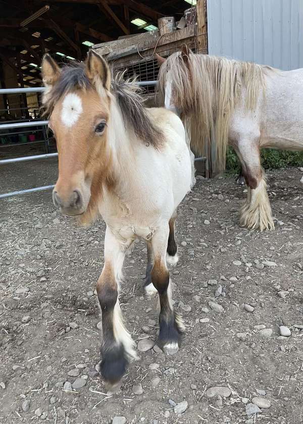 bay-dun-gypsy-vanner-horse