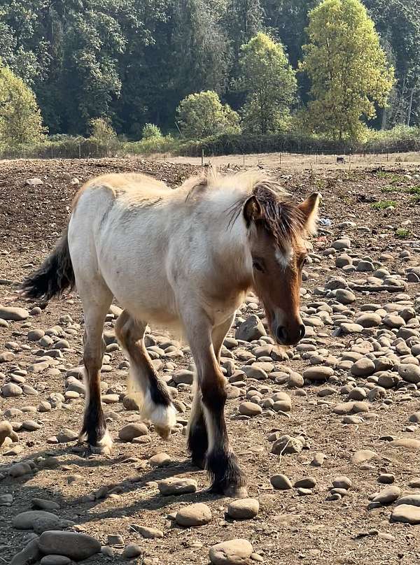 dun-roan-gypsy-vanner-horse