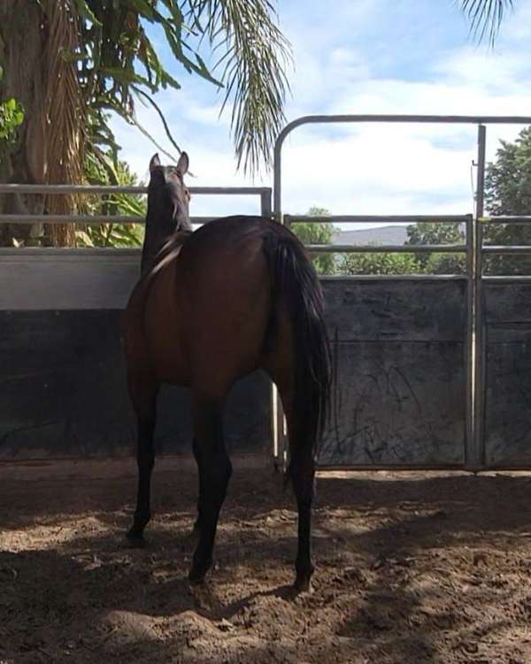 dappled-thoroughbred-horse