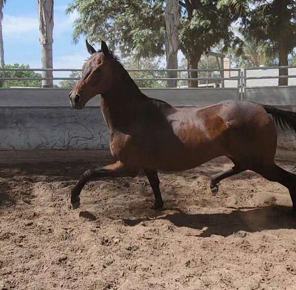 dressage-thoroughbred-horse