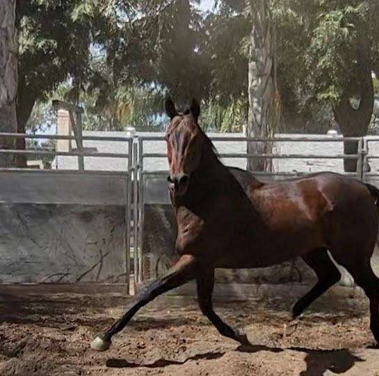 jumper-thoroughbred-horse