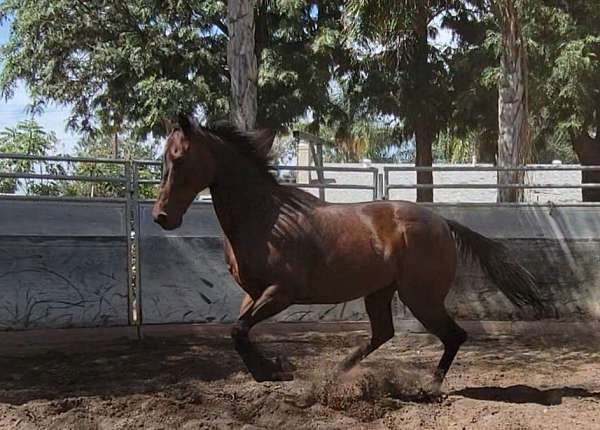 jumping-thoroughbred-horse