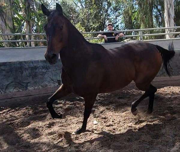 bay-thoroughbred-gelding