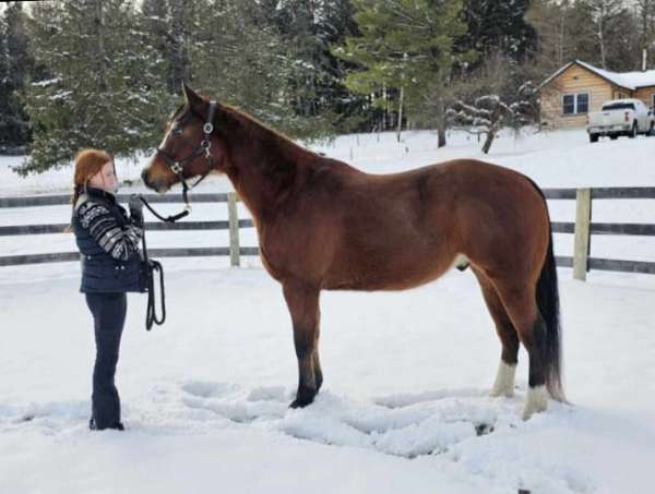 all-around-quarter-pony