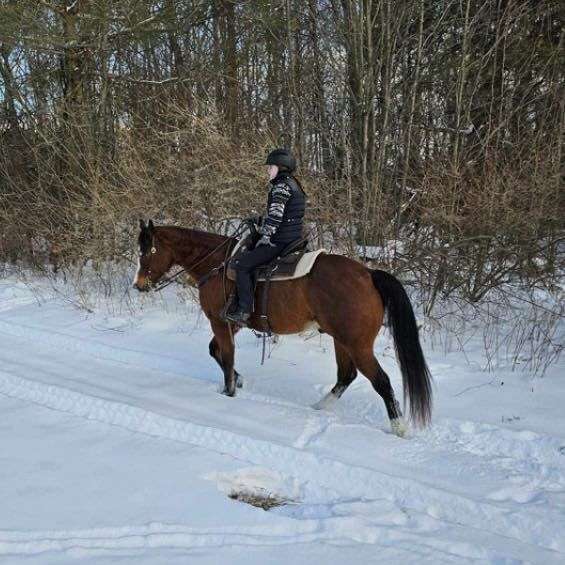 mounted-patrol-quarter-pony